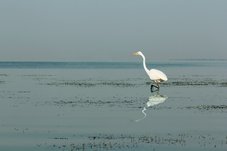 White heron nature wild bird in blue water backgroundの写真素材