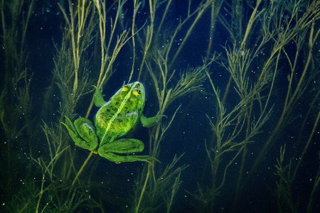 Wild green frog amphiban in the pond with algaeの写真素材