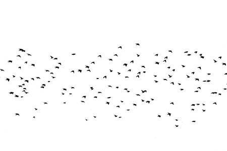 Bird silhouette swarm black flying isolated on a white backgroundの写真素材
