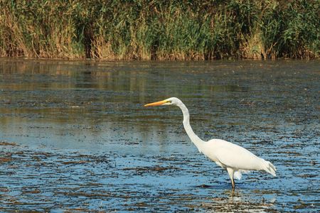 White heron nature wild bird in blue water backgroundの写真素材