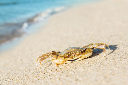 Crab walking on sand sea beach and wave backgroundの写真素材
