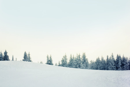 Winter blue pine tree frozen mountain forest backgroundの写真素材