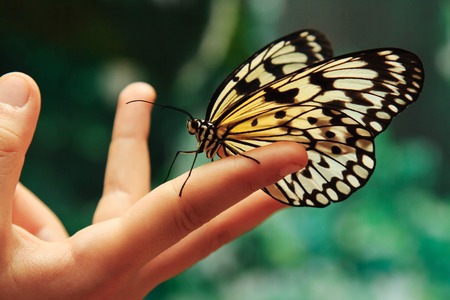 Beautiful tropical butterfly on hands outdoors plants green backgroundの写真素材