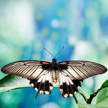Beautiful tropical butterfly outdoors plants green backgroundの写真素材