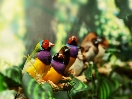 Gouldian finch exotic bird family siiting on a green branch backgroundの写真素材