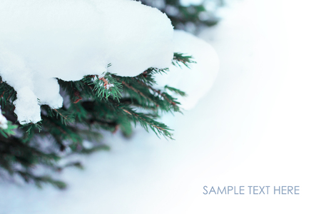Blue pine tree winter snow branch backgroundの写真素材