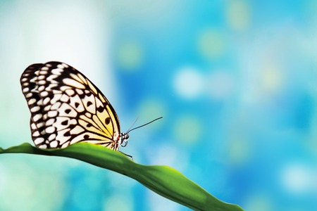 Beautiful tropical butterfly outdoors plants green backgroundの写真素材