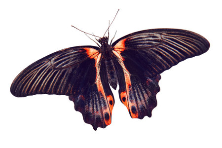 Beautiful tropical butterfly outdoors plants green background