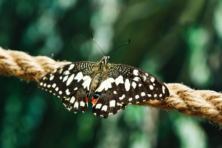 Beautiful tropical butterfly outdoors plants green backgroundの写真素材
