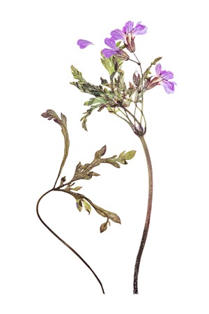 Pressed and dried flowers backgroundの写真素材