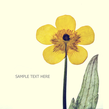 Pressed and dried buttercup flowersの写真素材