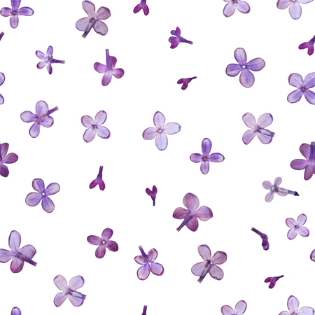 Pressed and dried violet lilac flowers isolated on white background pattern. For use in scrapbooking floristry or herbarium.の写真素材