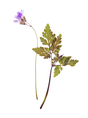 Pressed and dried flowers isolated on white background. For use in scrapbooking floristry or herbarium.の写真素材