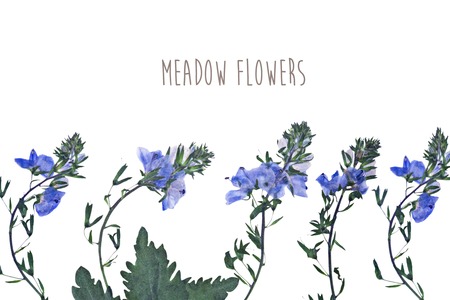 Pressed and dried flowers backgroundの写真素材
