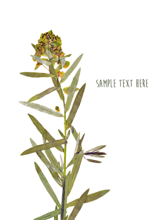 Pressed and dried flowers backgroundの写真素材