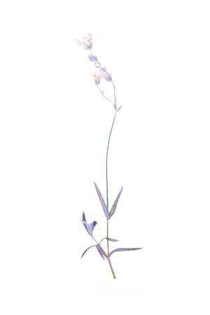 Pressed and dried flowers backgroundの写真素材