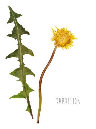 Pressed and dried dandelion flowerの写真素材