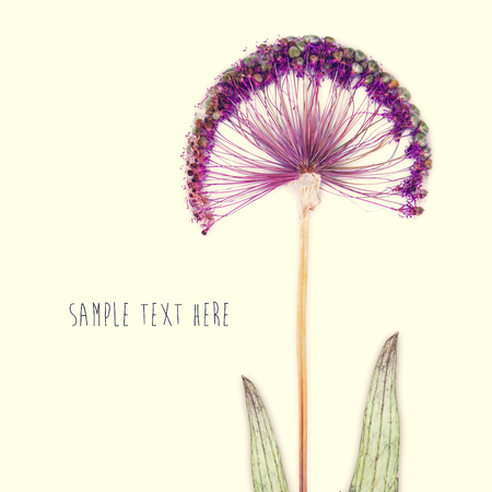 Pressed and dried flowers backgroundの写真素材