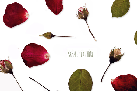 Pressed and dried rose flowers backgroundの写真素材