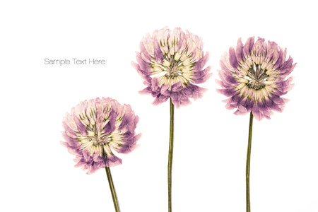 Pressed and dried flowers clover isolated on white background. For use in scrapbooking floristry or herbarium.の写真素材