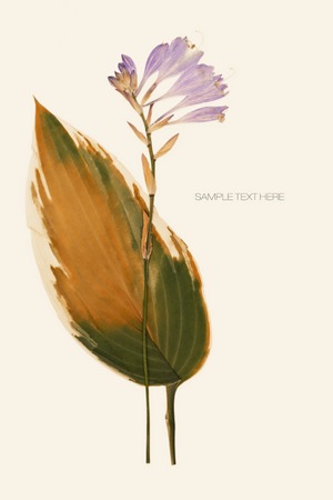 Pressed and dried flowers backgroundの写真素材
