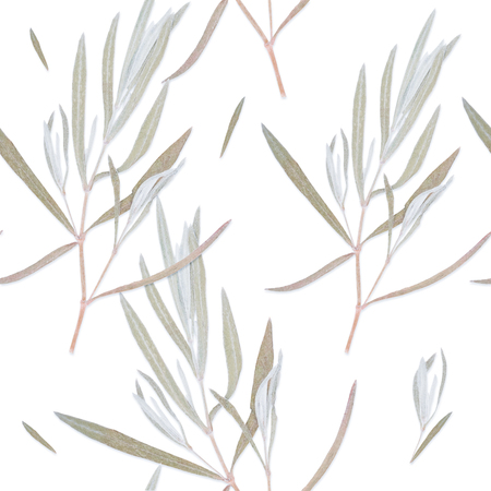 Pressed herbs plants isolated on white background pattern. For use in scrapbooking floristry or herbarium.の写真素材