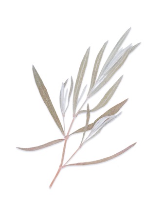 Pressed herbs plants isolated on white background. For use in scrapbooking floristry or herbarium.の写真素材