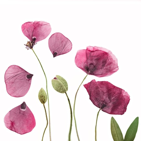 Pressed and dried poppies isolated on white background. For use in scrapbooking floristry or herbarium.の写真素材