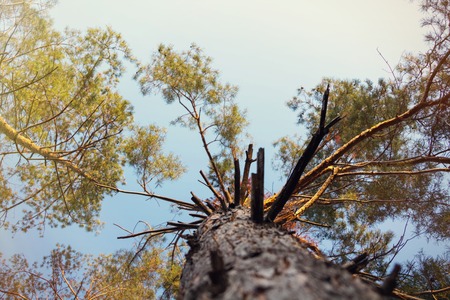 Pine tree on sunの写真素材