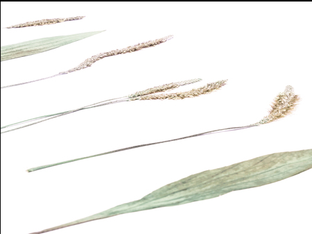 Group of dried herbsの写真素材