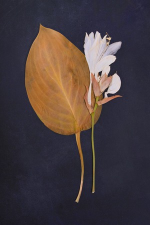 Pressed and dried lily flowerの写真素材