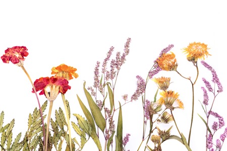 Pressed and dried summer flowerの写真素材
