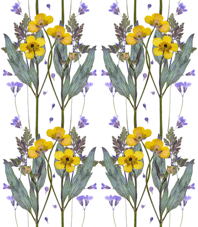 Pressed and dried buttercup flowers pattern on whiteの写真素材