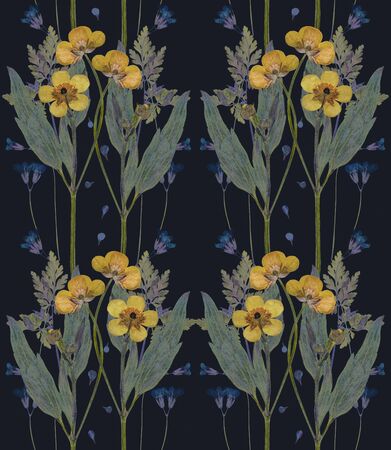 Pressed and dried yellow flowers buttercup isolated on black background wallpaper pattern seamless For use in scrapbooking floristry or herbarium.のeditorial素材