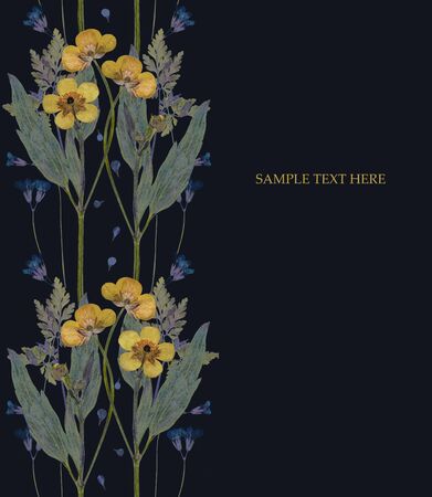Pressed and dried yellow flowers buttercup isolated on black background wallpaper pattern seamless For use in scrapbooking floristry or herbarium.のeditorial素材