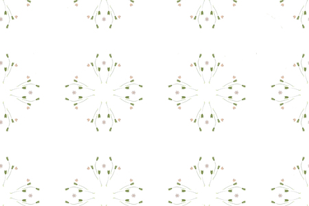 Pressed and dried flowers fragility isolated on white backgroundの写真素材
