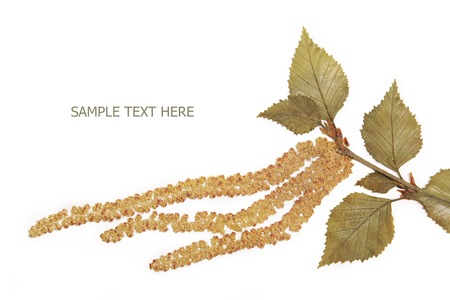 Pressed and dried spring summer birch branch leaf on a white backgroundの写真素材