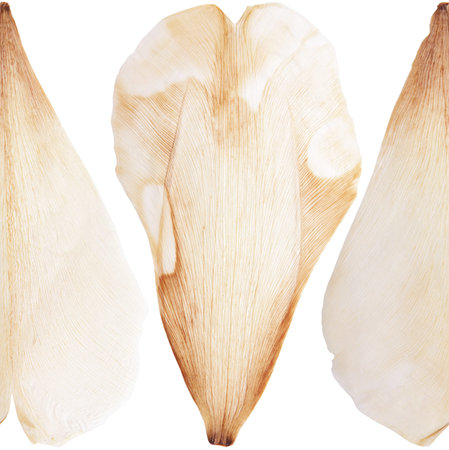 Pressed and dried tulip flower petal on a white background pattern. For use in scrapbookingの写真素材
