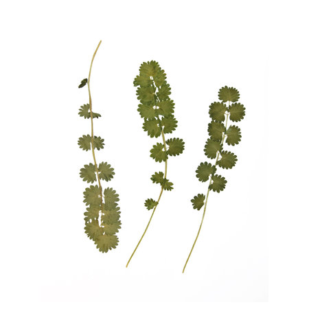 Dried plant green herbs decoration on white