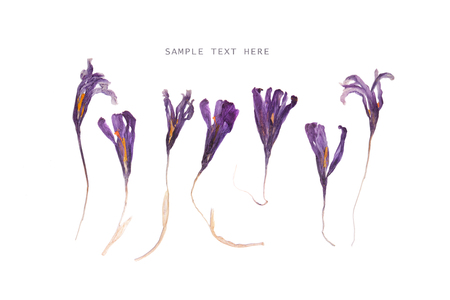 Pressed and dried spring violet saffron flowers on a whiteの写真素材