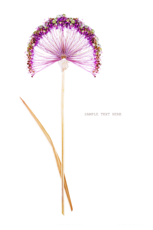 Pressed and dried violet summer flower on a white backgroundの写真素材