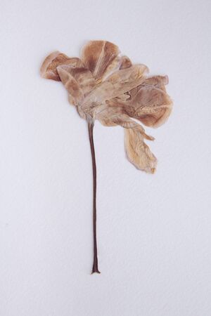 Pressed and dried tulip flower on a white background. For use in scrapbookingの写真素材