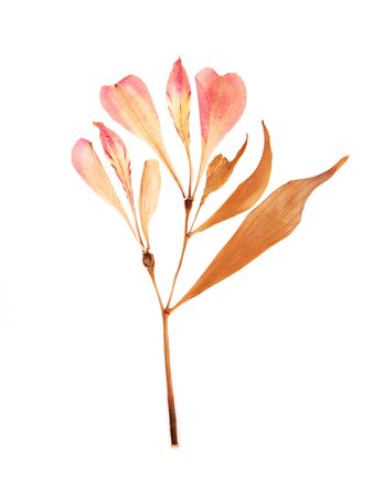 Pressed and dried summer pink flowers on a whiteの写真素材