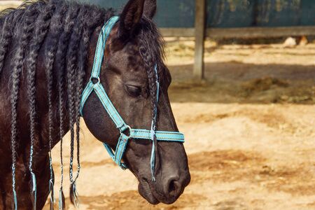 Beautiful black horse with pigtails in mane staingの写真素材