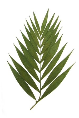 Dry decoration palm tropical leaf on a white backgroundの写真素材