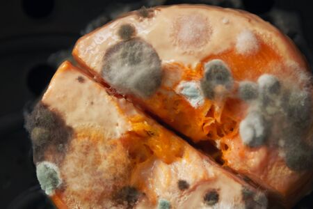Mold macro. Moldy fungus on food. Fluffy spores mold as a background or texture. Mold fungus.の写真素材