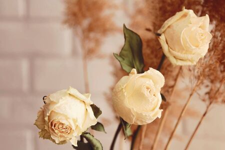 Dry beige roses and reeds bouquet on cream backgroundの写真素材