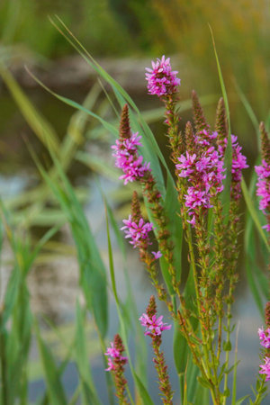 purple flowers in wild bright nature summer green grass