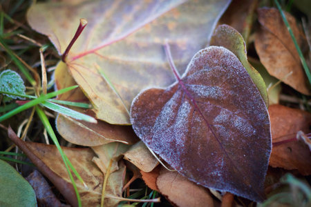 Frozen leaves in cold season textured nature backgroundの写真素材