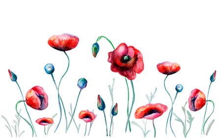 Watercolor poppy flowers.のイラスト素材